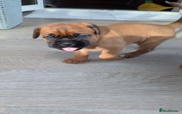 Mixed Breed dogs for sale: Boxer X Dogue De Bordeux Puppies - Image 12