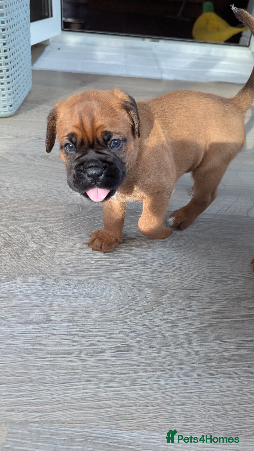 Mixed Breed dogs for sale: Boxer X Dogue De Bordeux Puppies - Image 12