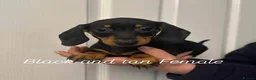 Miniature Dachshund dogs for sale: Miniature Dachshund  - Advert 3