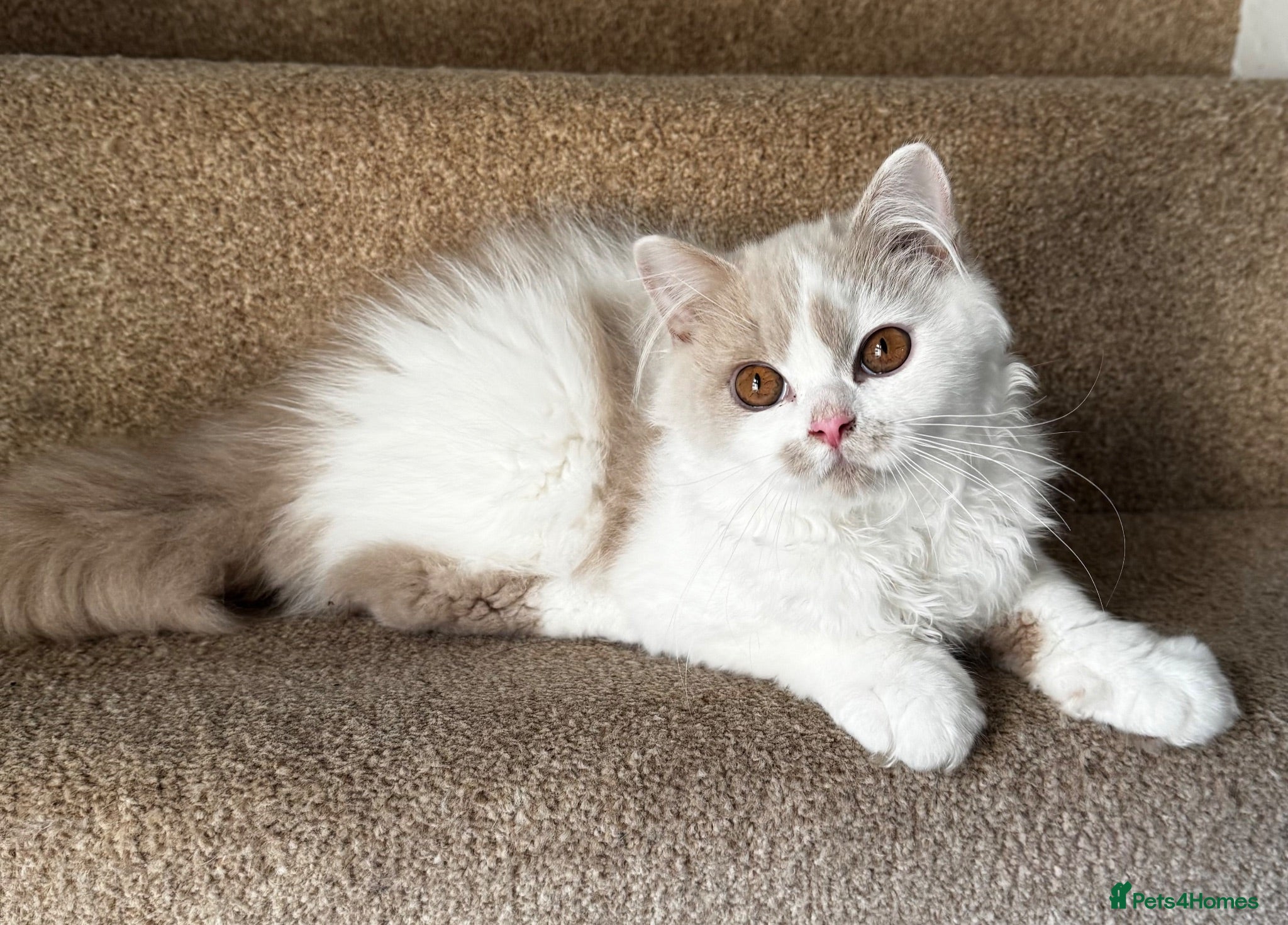 British Longhair cats Fawn and white British longhair male  - Advert 5