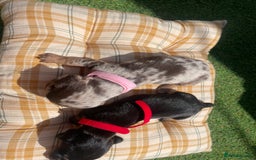 Miniature Dachshund dogs for sale: Stunning miniature type Dachunds  - Image 4