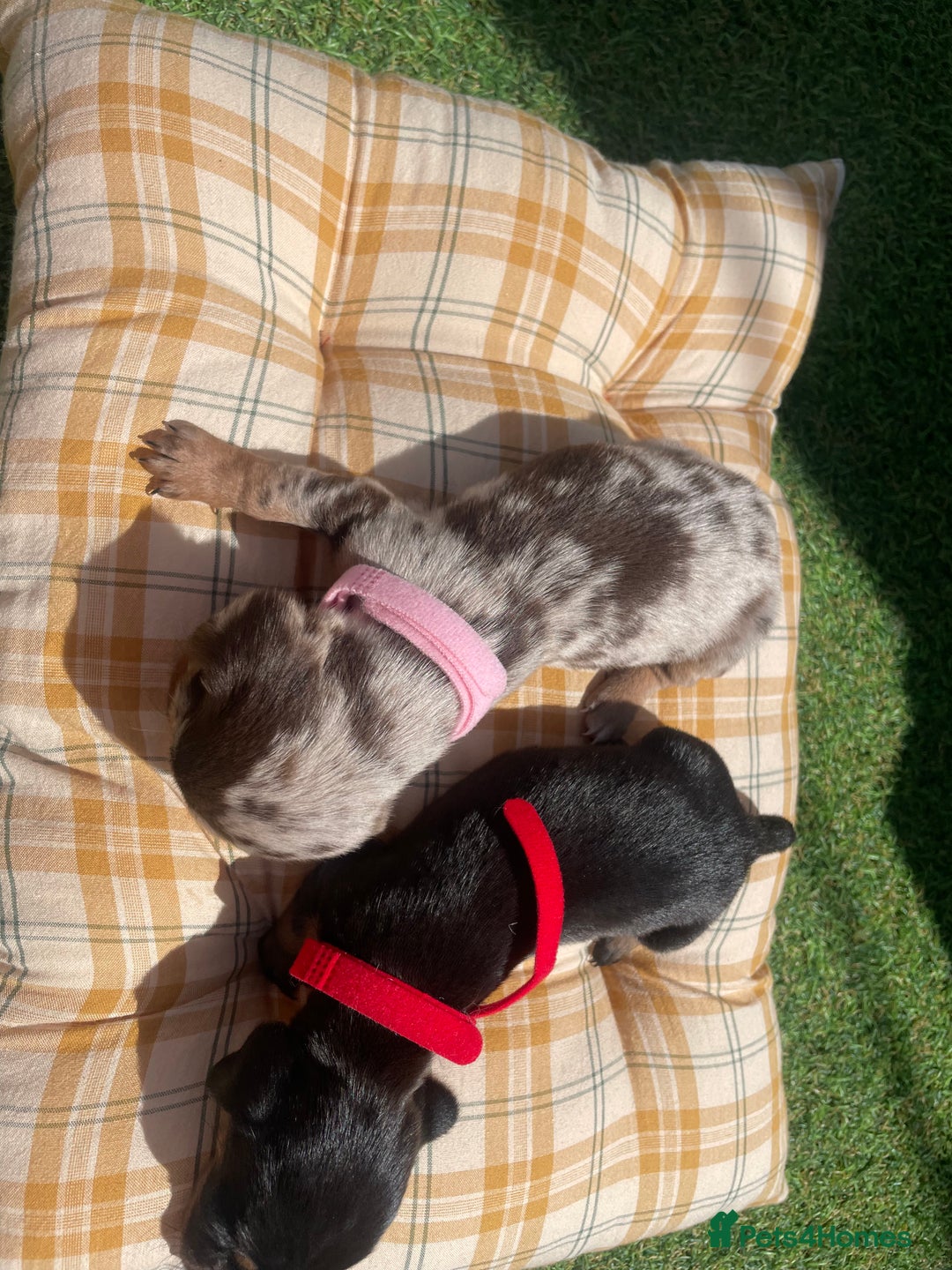 Miniature Dachshund dogs for sale: Stunning miniature type Dachunds  - Image 4