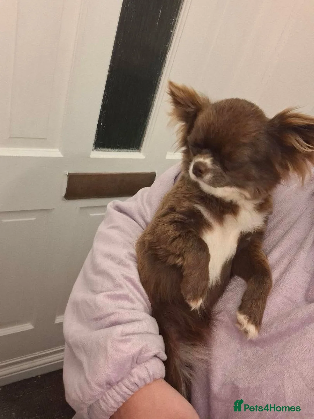 Chihuahua dogs for sale: Chocolate female Chihuahua  in Halesowen - Advert 4