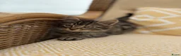 Mixed Breed cats for sale: Long haired kittens for sale  - Advert 7