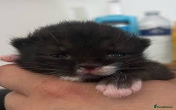 Domestic Shorthair cats for sale: Adorable Kittens for sale - 1 male and 1 female - Image 7