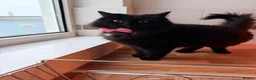 British Shorthair cats for sale: 3 British mixed breed kittens - Advert 3