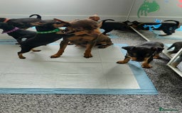 Miniature Pinscher dogs for sale: Beautiful miniature pinscher puppies  - Image 11
