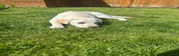 Labrador Retriever dogs for sale: Gorgeous Labrador - Advert 10