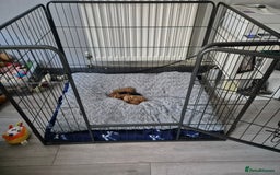 Toy Poodle dogs for sale: Toy Poodle  - Image 3