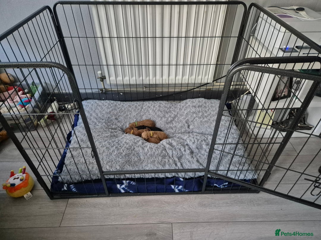 Toy Poodle dogs for sale: Toy Poodle  - Image 3