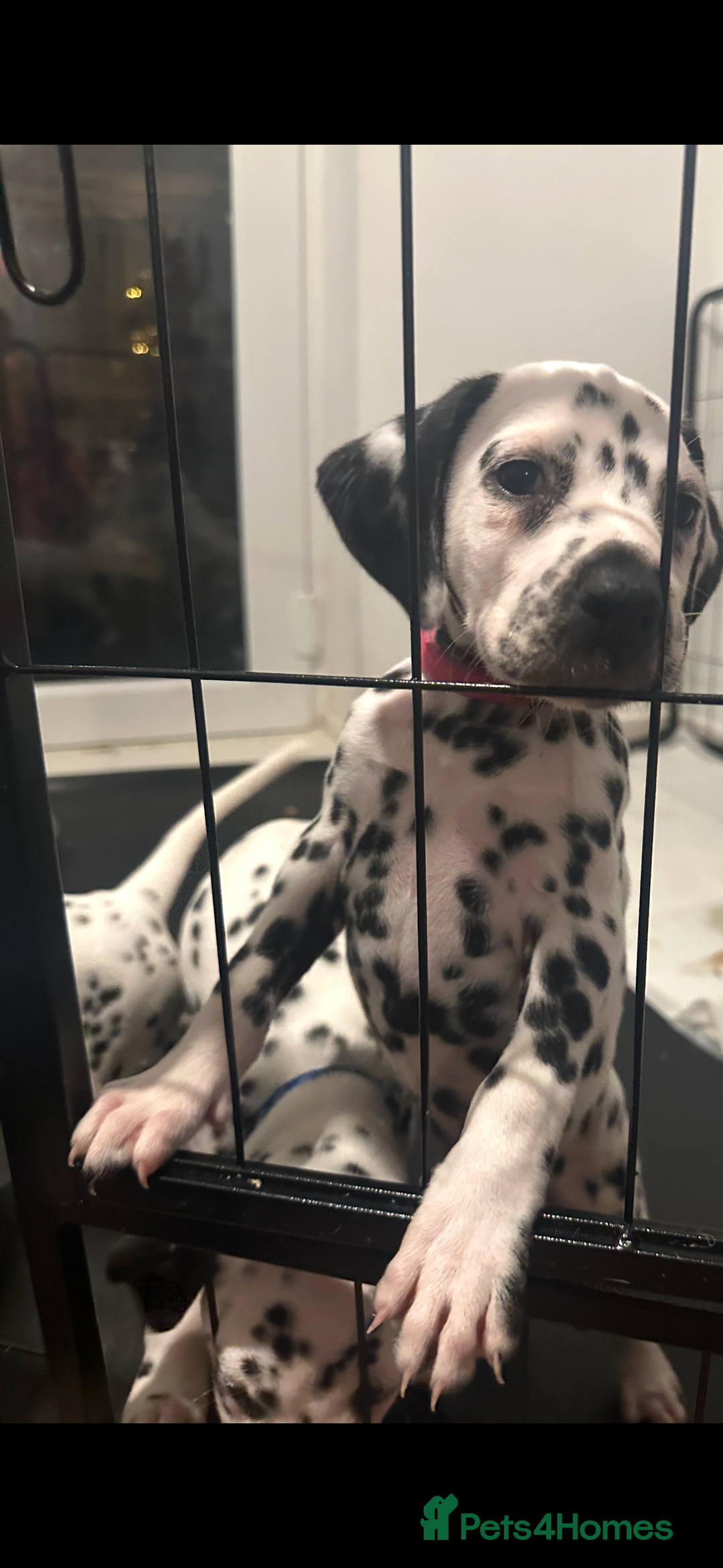 Dalmatian dogs for sale: Dalmatian 1 boy 2 girls  - Advert 4