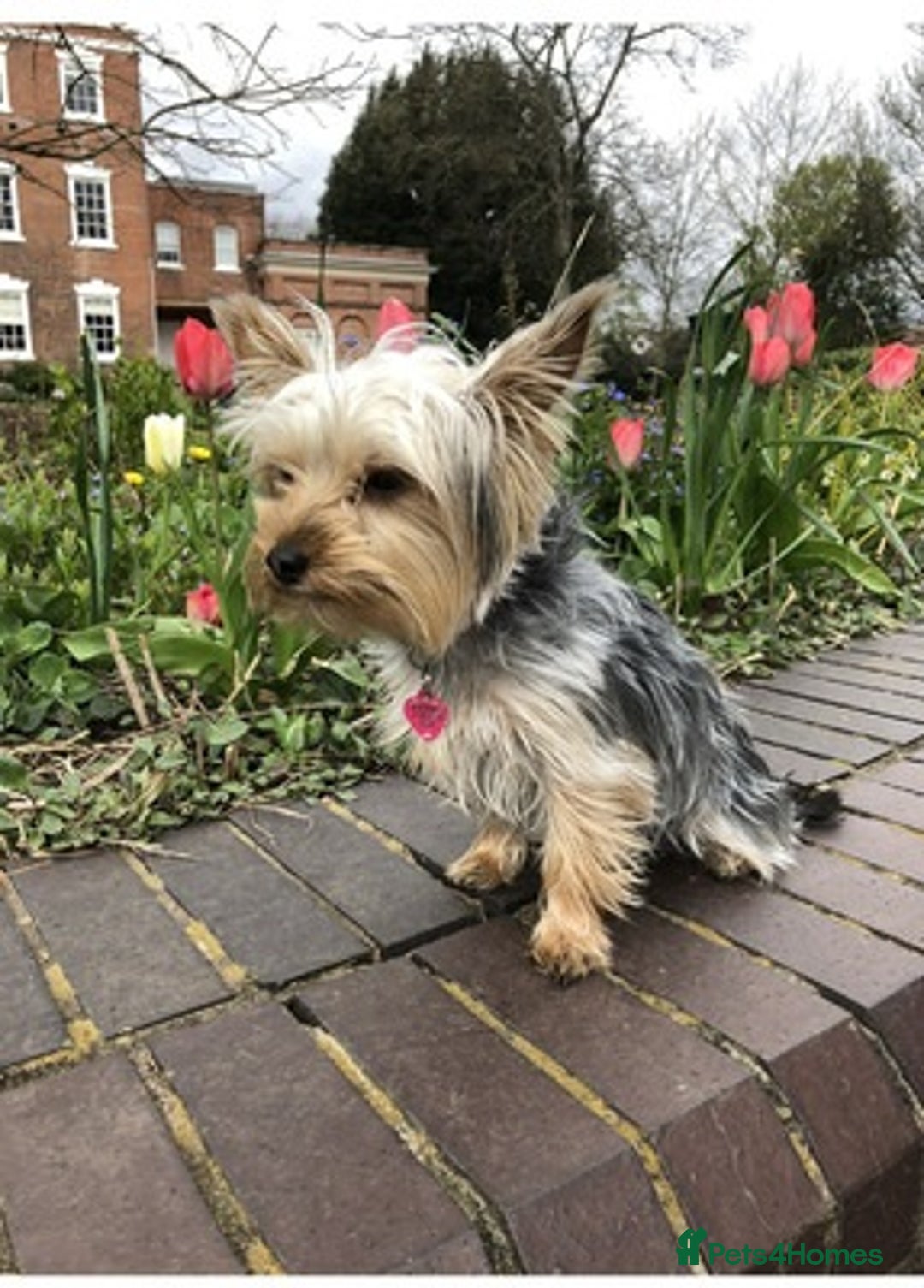 Yorkshire Terrier dogs for sale: quality Yorkshire terrier - Advert 4