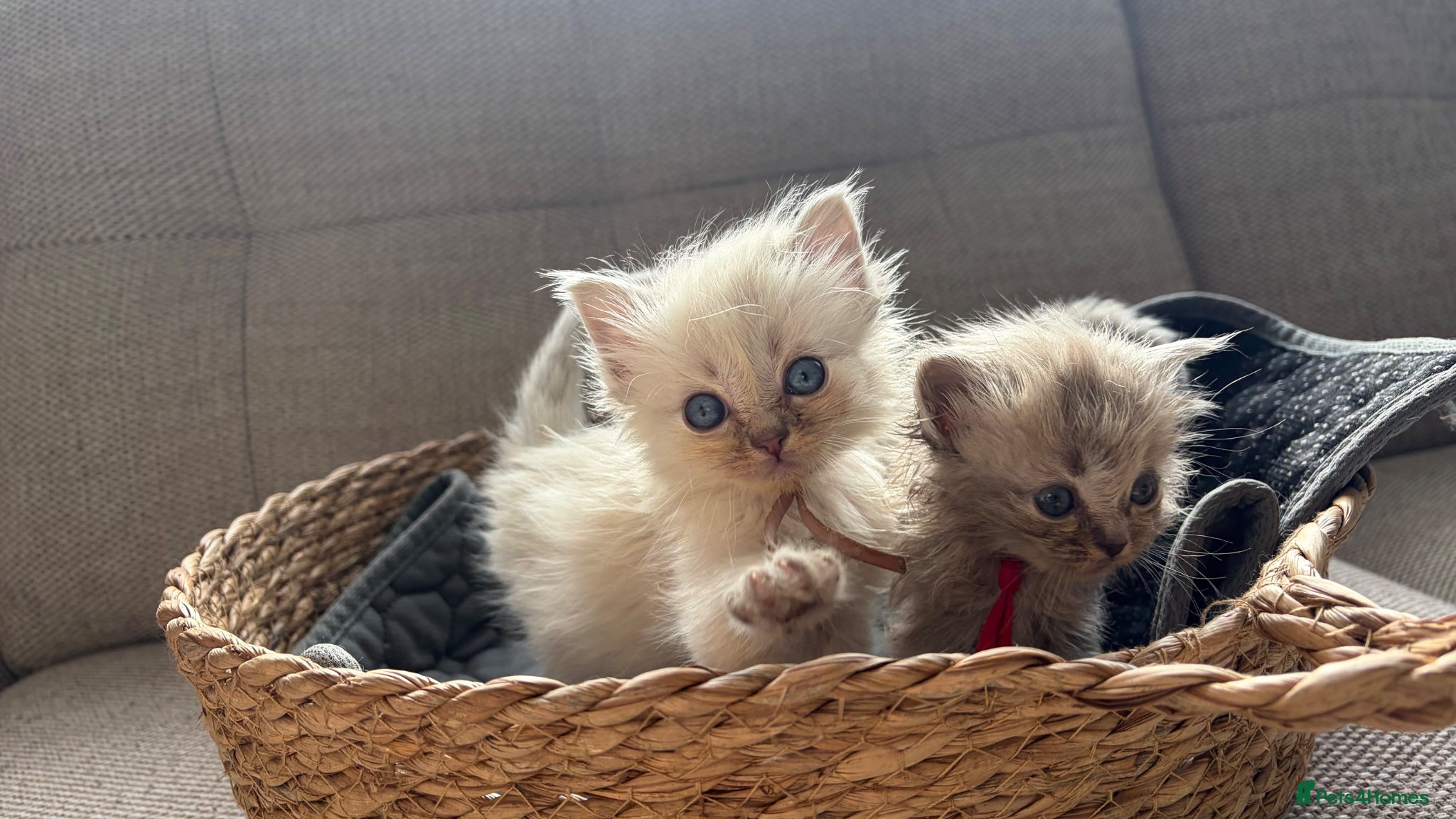 Ragdoll cats Stunning ragdoll kittens - Advert 11