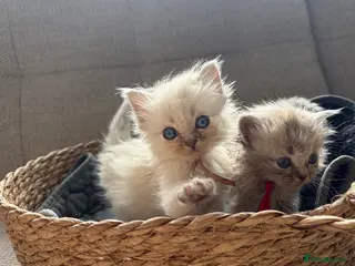 Ragdoll cats Stunning ragdoll kittens - Advert 11