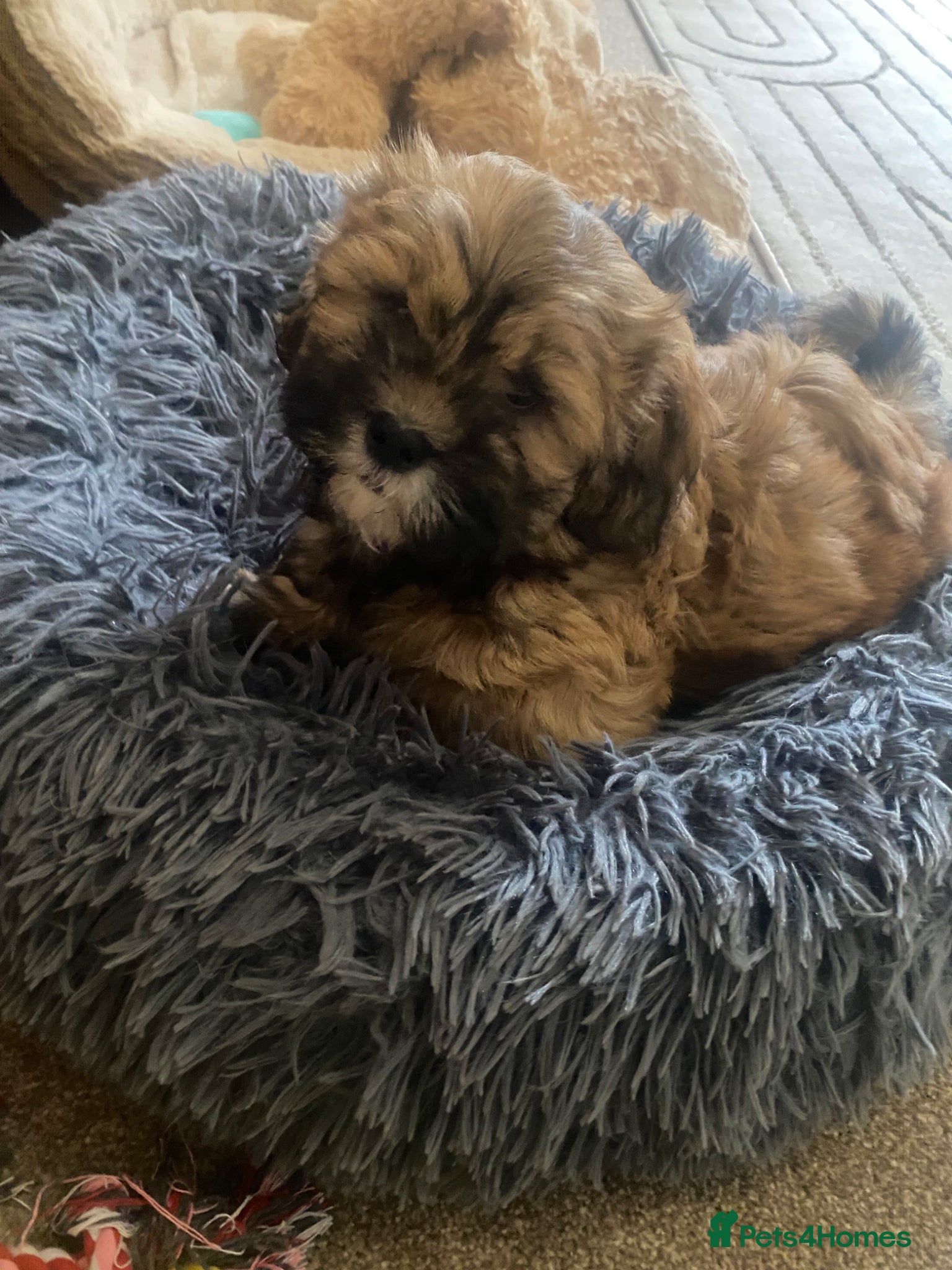 Shihpoo dogs Shih poo  - Advert 1