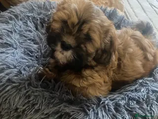 Shihpoo dogs Shih poo - Advert 1