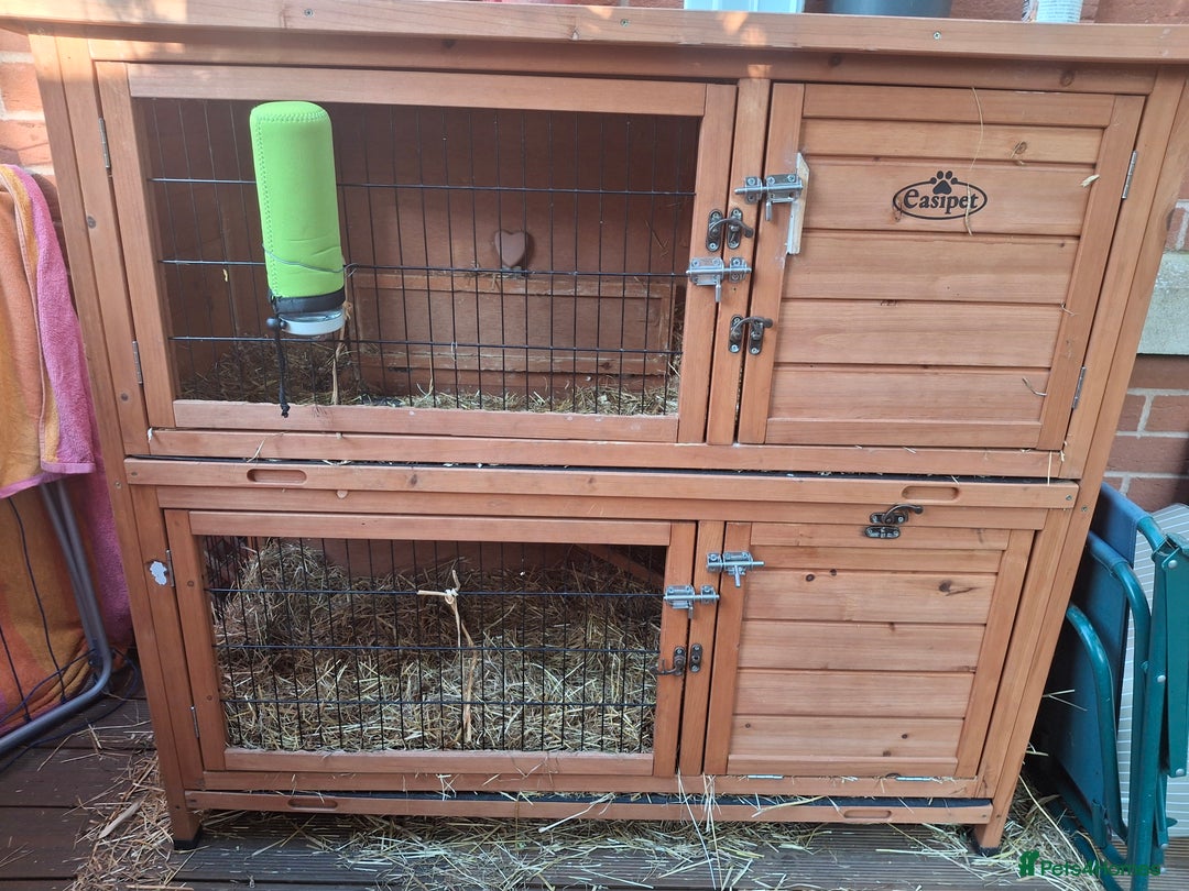 Guinea Pig rodents for sale: 2 friendly guinea pigs, indoor and outdoor cage - Image 5