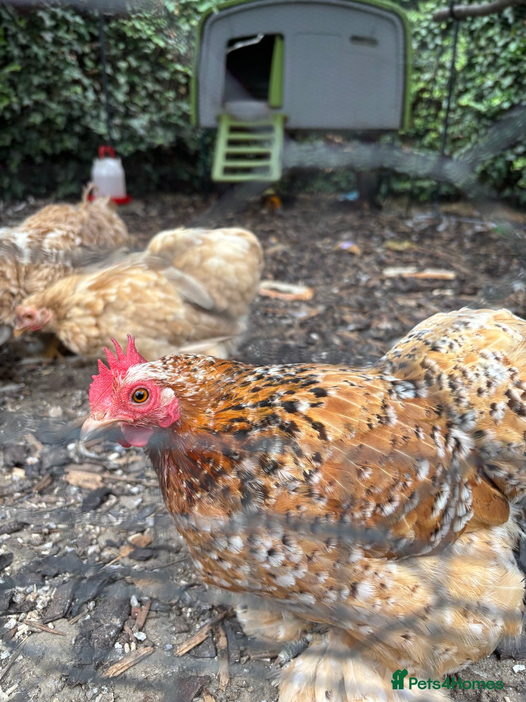 Chickens poultry for sale: Full set up including hens - Image 2