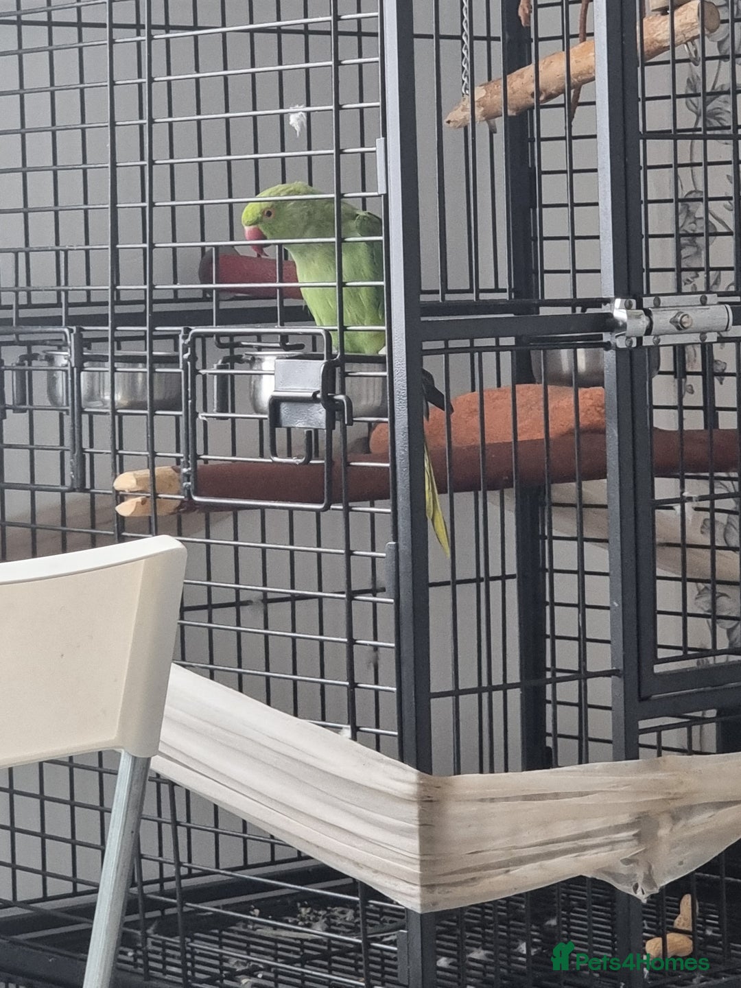 Ringnecks birds for sale: Beautiful Parrot for sale talking parrot - Image 1