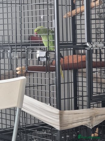 Ringnecks birds - Advert 4