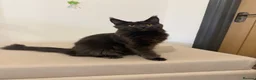 Maine Coon cats for sale: Pedigree GCCF Russian Kazakhstan import line - Advert 12
