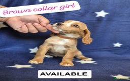 Cocker Spaniel dogs for sale: Working type cocker spaniels - last puppy! - Image 25