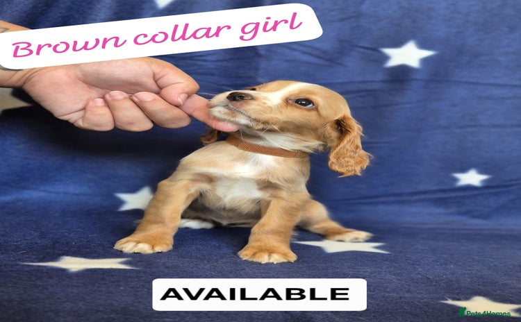Cocker Spaniel dogs - Advert 2