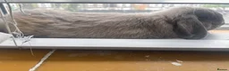 Dwarf Lop rabbits for sale: Dwarf lop bunny  in London - Advert 3