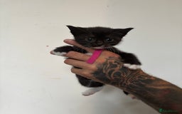 Mixed Breed cats for sale: Beautiful Black & White Kittens  - Image 17
