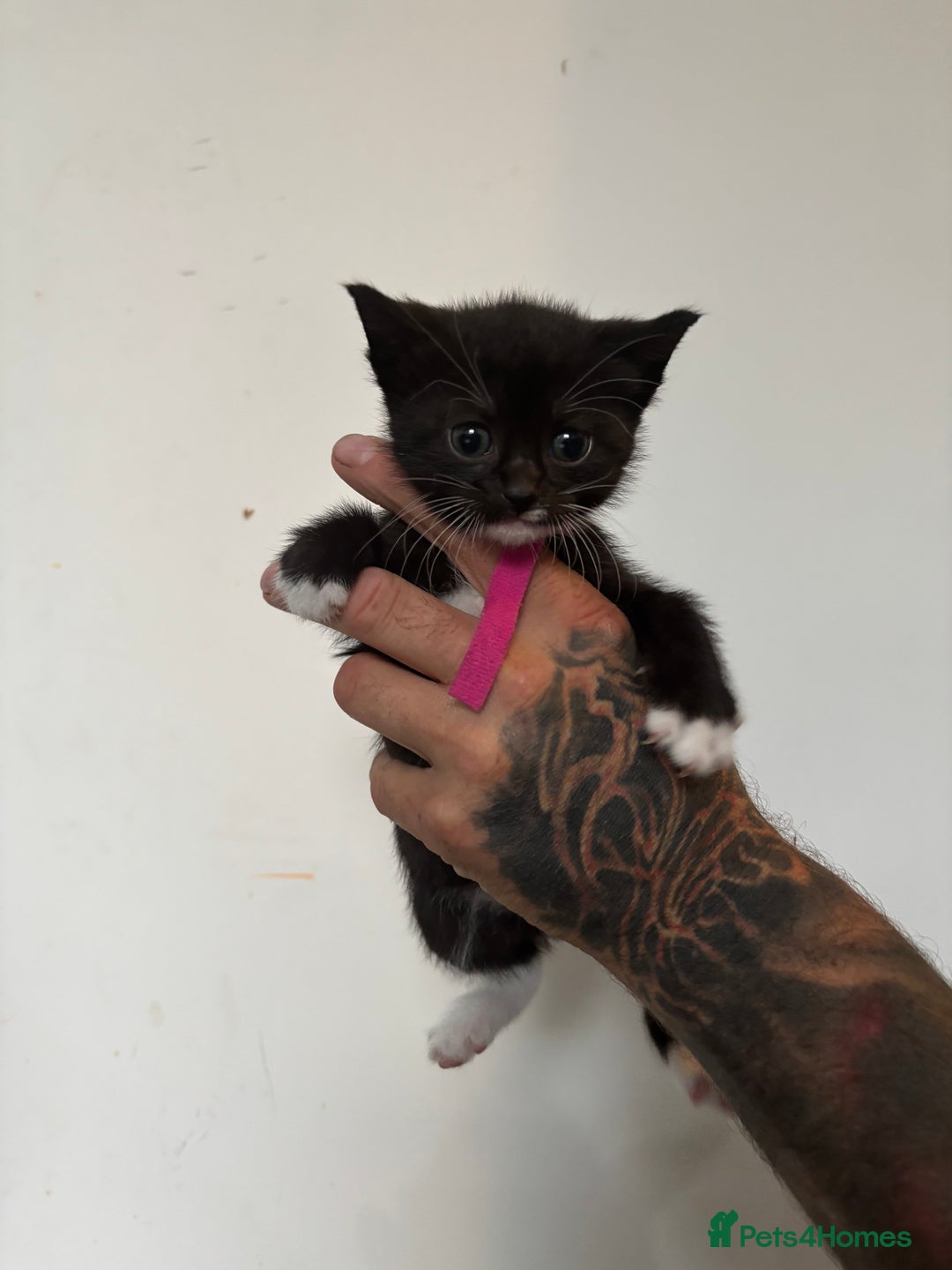 Mixed Breed cats for sale: Beautiful Black & White Kittens  - Image 17