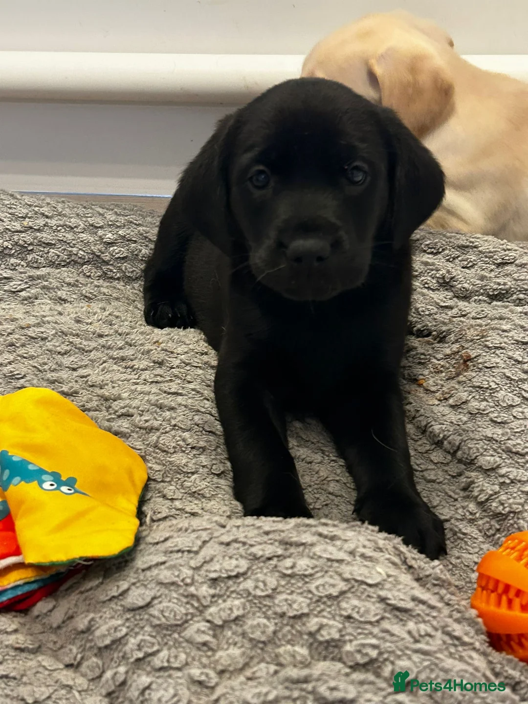 Labrador Retriever dogs for sale: Beautiful litter of KC reg Labrador puppies - Advert 2
