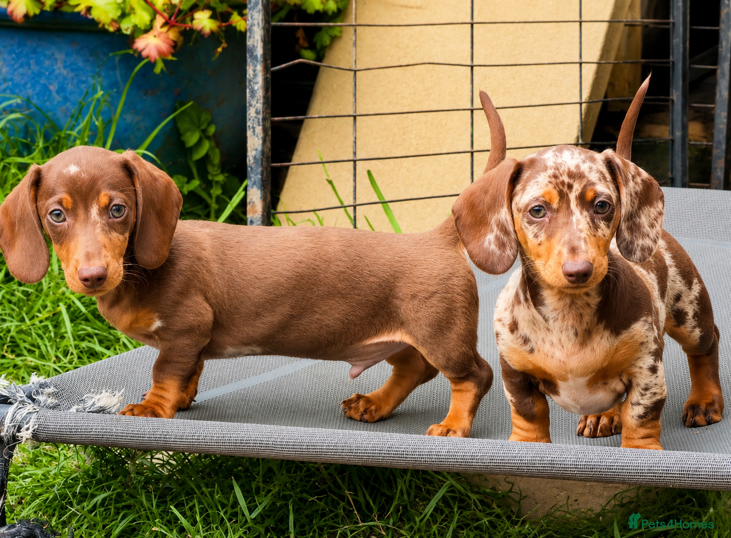 Miniature Dachshund dogs LAST 2 BOYS Smooth haired mini dachunds - Advert 2