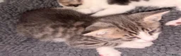 British Shorthair cats for sale: 4 lovely’s silver grey British shorthair  - Advert 11