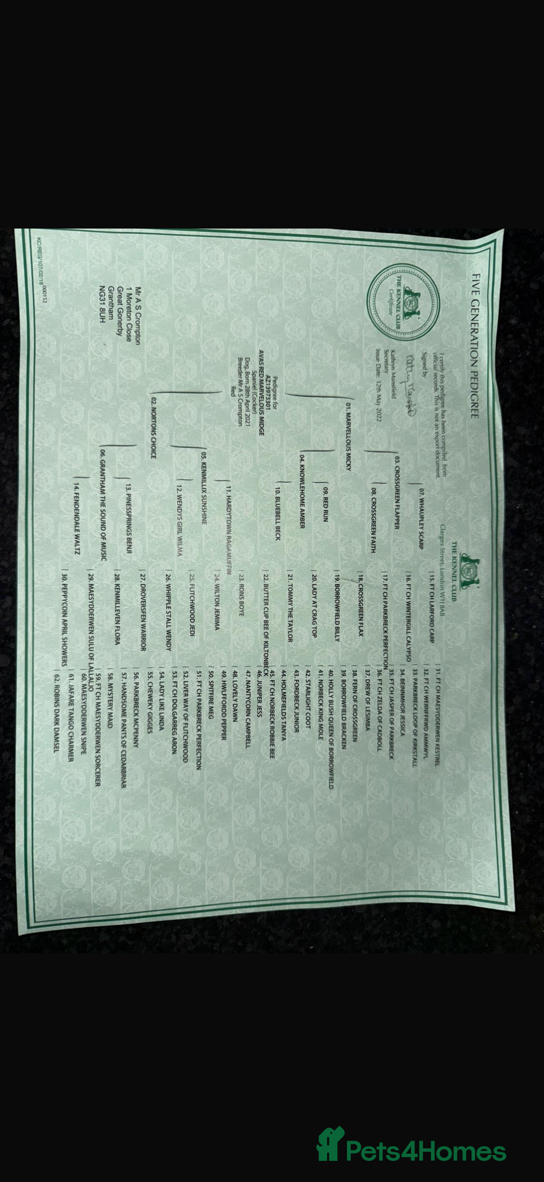 Cocker Spaniel dogs for sale: Well bred cocker spaniel  - Advert 11