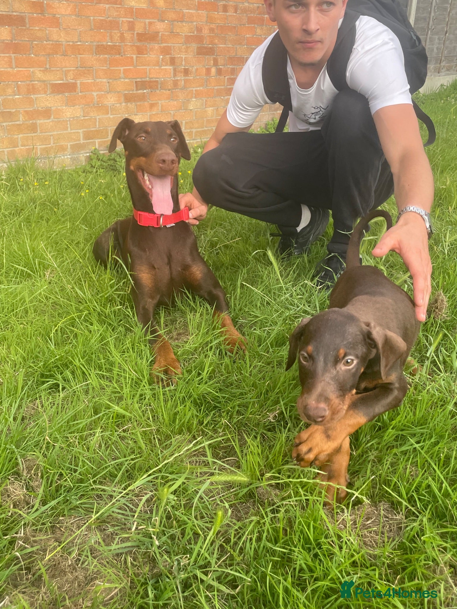Dobermann dogs KC Dobermann pups  - Advert 1