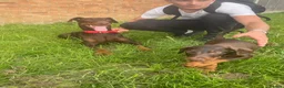 Dobermann dogs for sale: KC Dobermann pups  - Advert 2