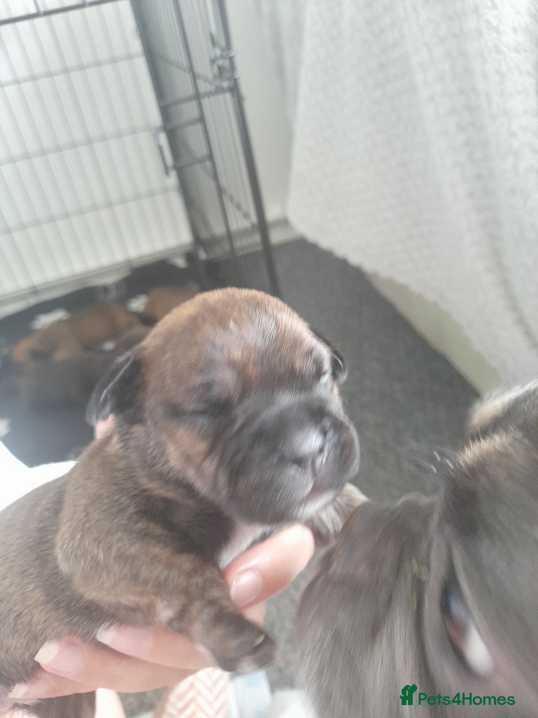Mixed Breed dogs for sale: Puppies for sale ready 10th September - Image 9