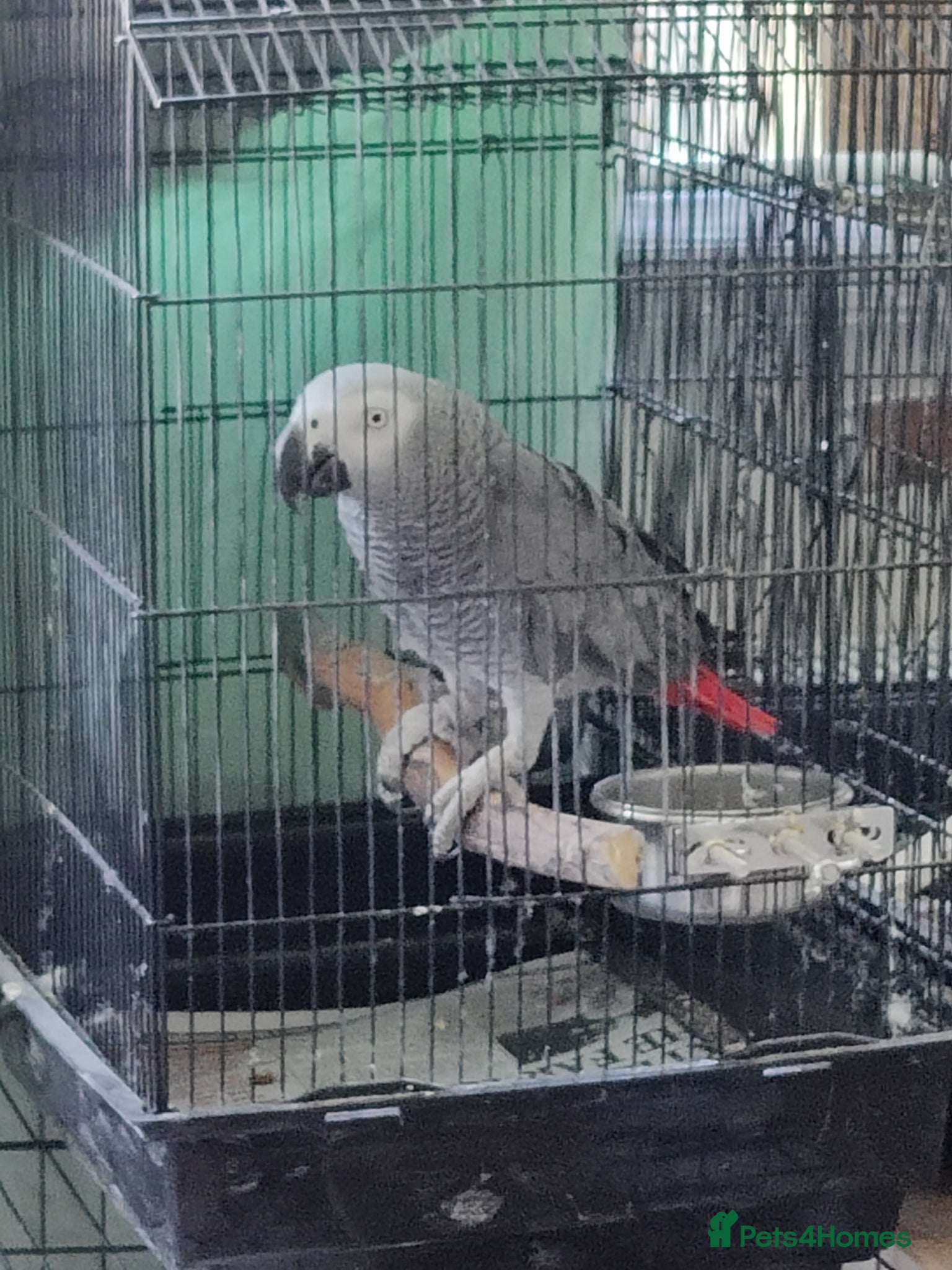 Parrots birds African Grey Female – Breeding Opportunity 🦜 - Advert 1