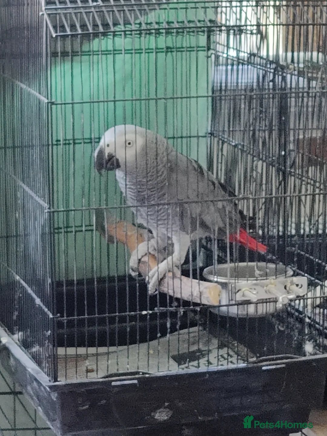 Parrots birds for sale: African Grey Female – Breeding Opportunity 🦜 in London - Advert 1