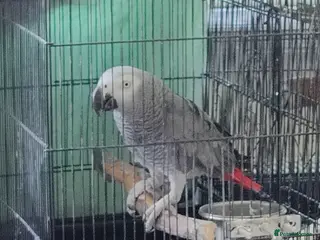 Parrots birds African Grey Female – Breeding Opportunity 🦜 - Advert 1