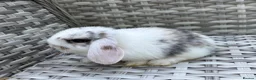 Mini Lop rabbits for sale: Pure bred mini lops - Advert 18