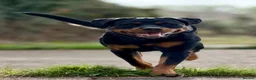Rottweiler dogs for sale: Athena sweet girl Looking for Loving Home - Advert 3