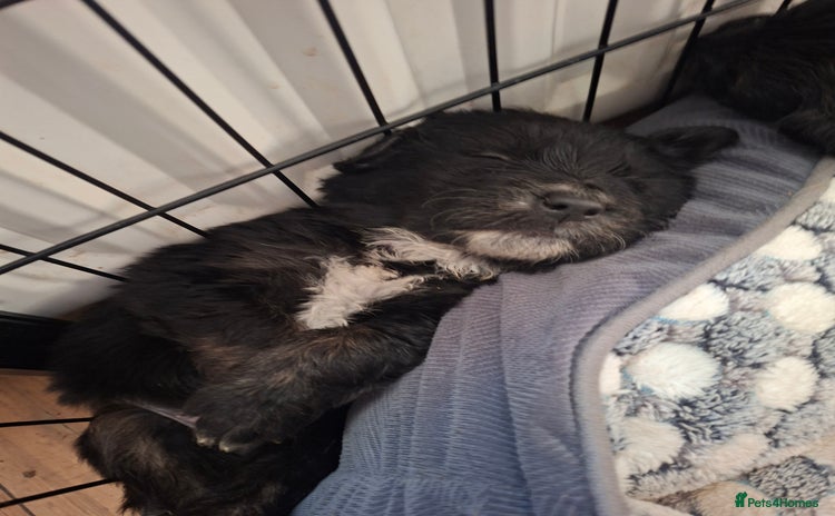 Mixed Breed dogs - Advert 11