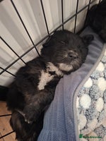 Mixed Breed dogs - Advert 2