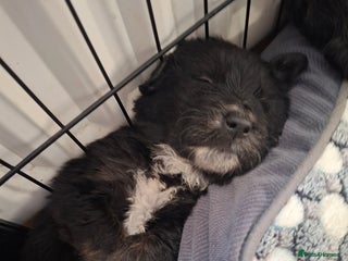 Mixed Breed dogs - Advert 5