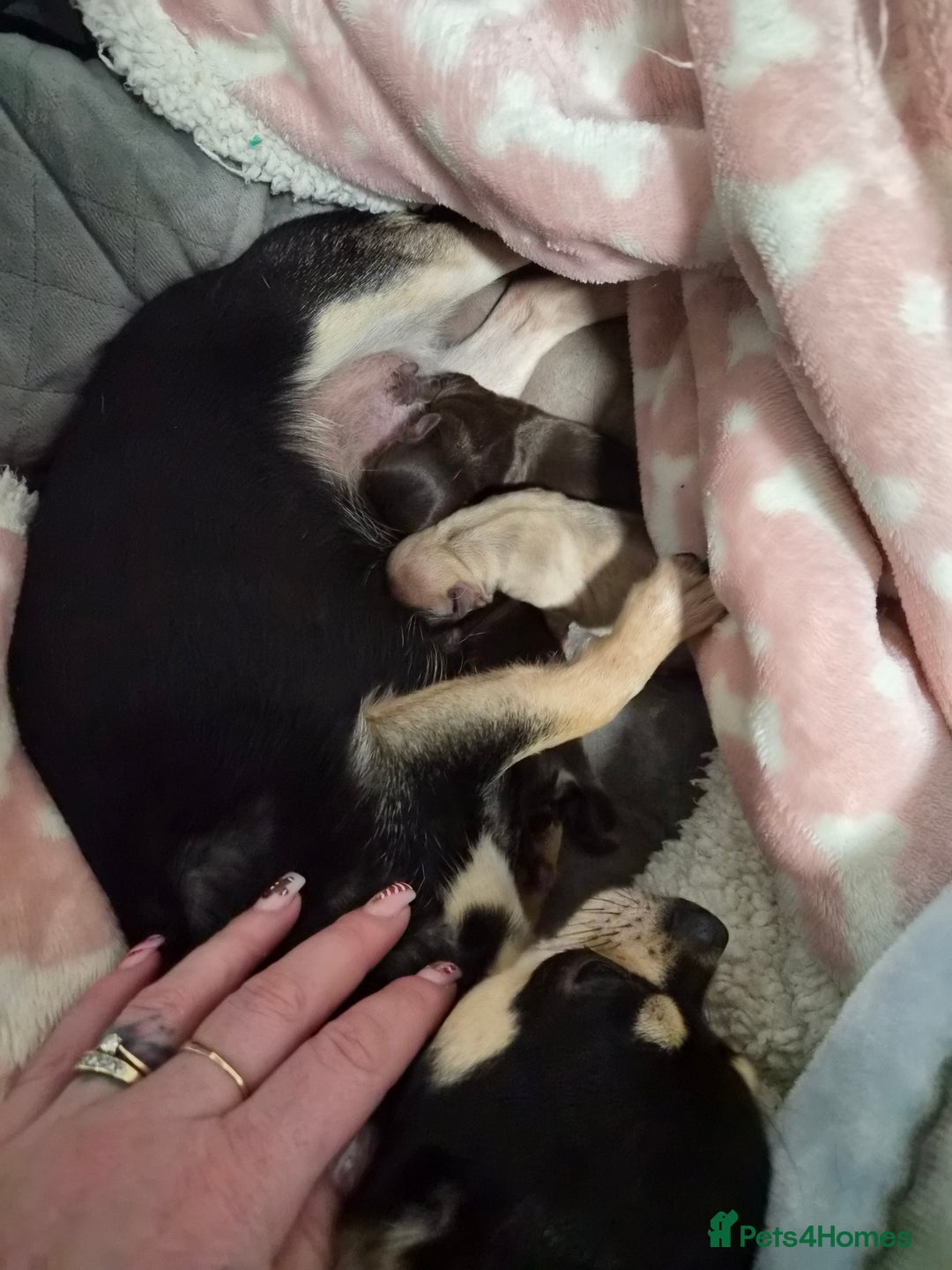 Chihuahua dogs for sale: Chihuahua puppies - Advert 4