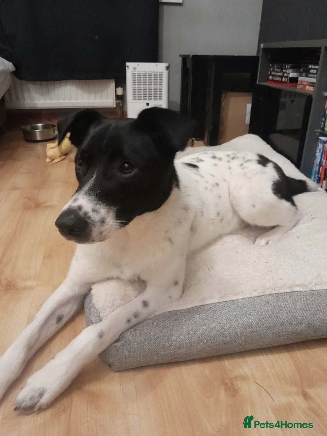 Mixed Breed dogs for adoption: Meet Rocky, currently residing in Aberdeen  - Advert 6