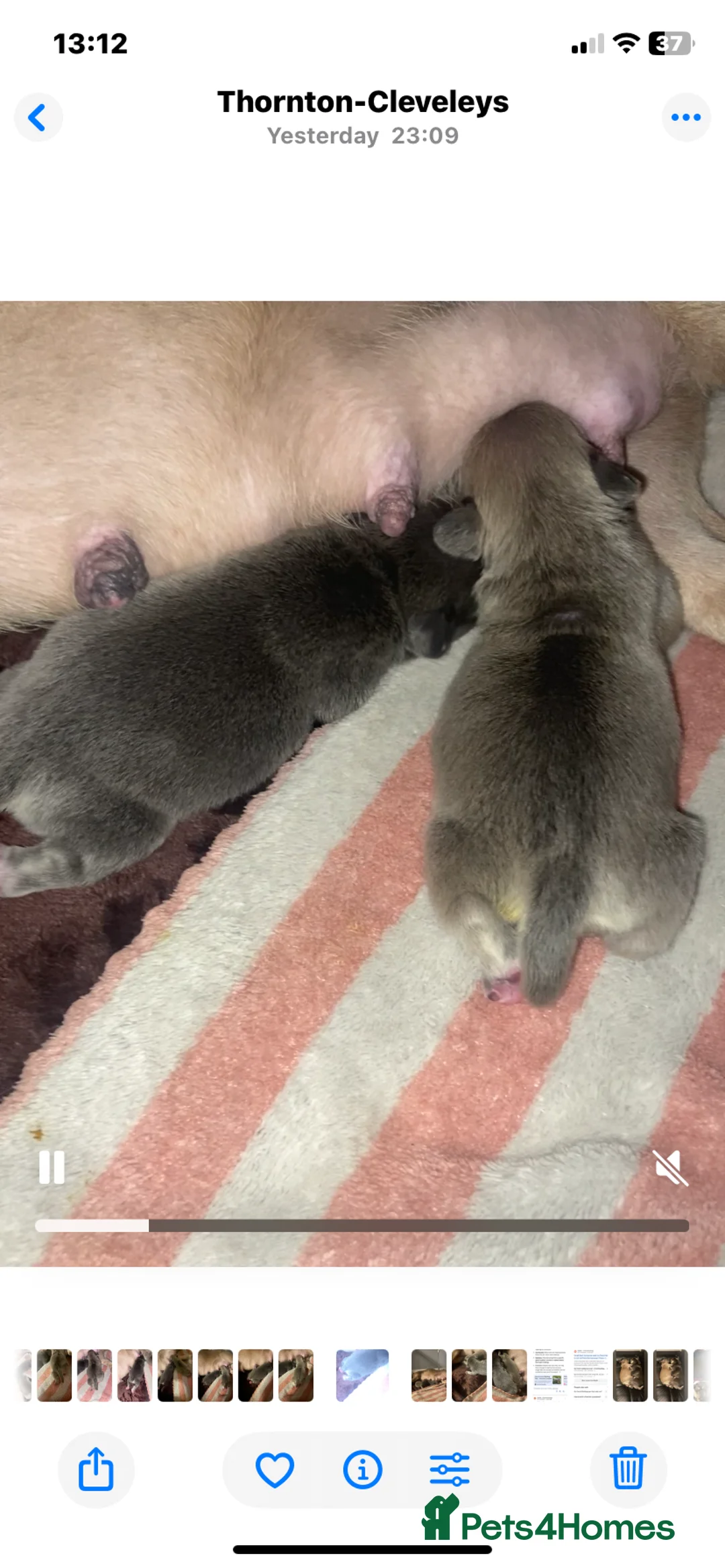 Mixed Breed dogs for sale: French bulldog/English bulldog - Advert 32