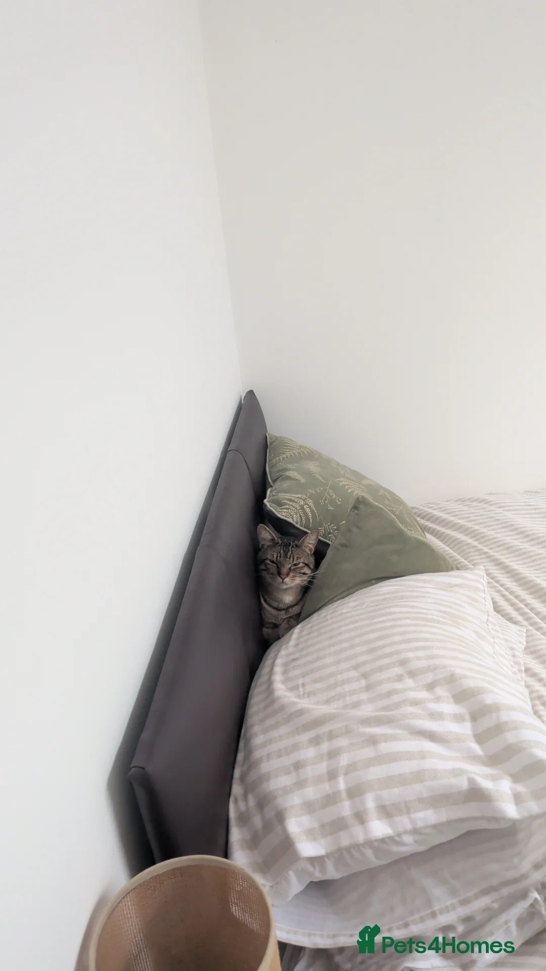 Mixed Breed cats for sale: Beautiful kind natured Cat in Chester - Advert 2