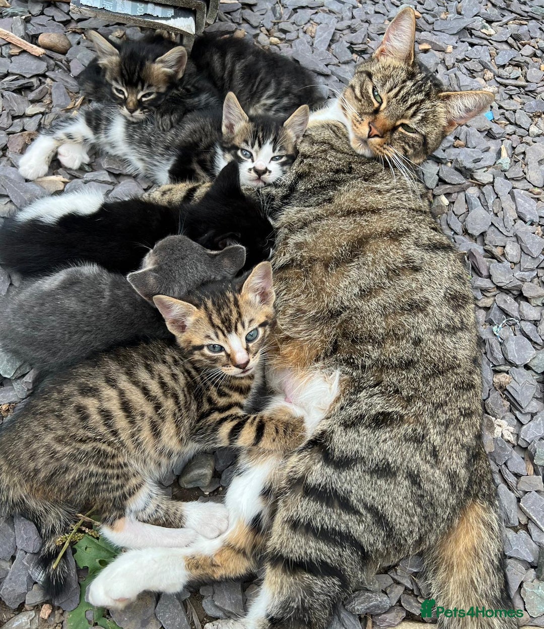 Domestic Shorthair cats for sale: 6 beautiful kittens for sale!!  - Image 2